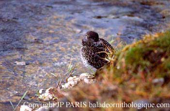 Calidris maritima