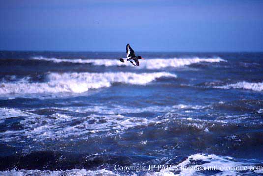 Haematopus ostralegus