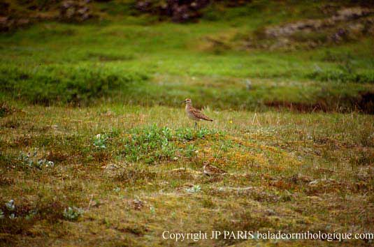 Numenius phaeopus