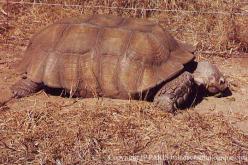 Tortues d'Afrique