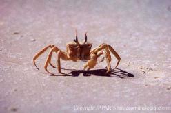 Crabes