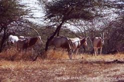 Oryx algazelle