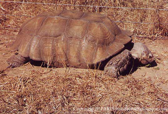 Tortues d'Afrique
