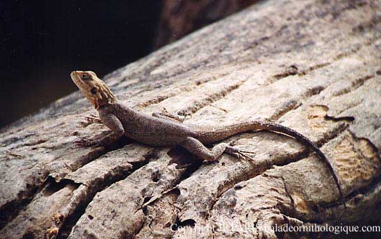 Lézard d'Afrique