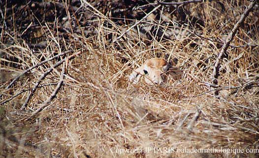 Gazelle Dama