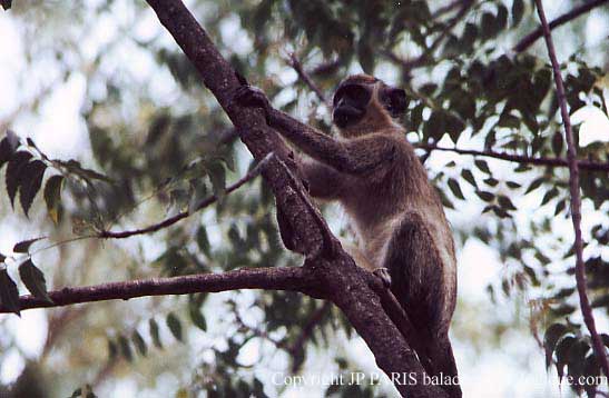 Vervet ou Grivet