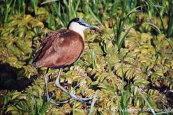 Jacana à poitrine dorée