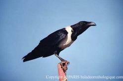 Corbeau pie
