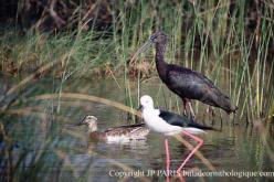 Ibis falcinelle