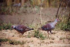 Pigeon roussard