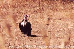 Vautour charognard