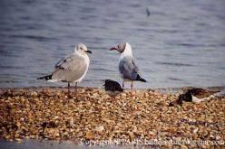 Mouette à tête grise