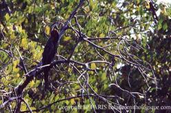 Anhinga roux