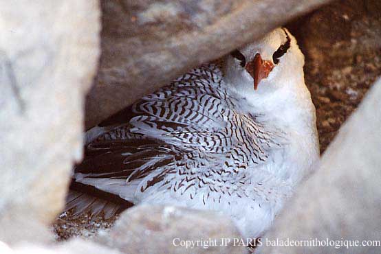 Phaethon aethereus
