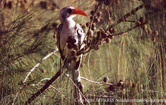 Tockus erythrorhynchus