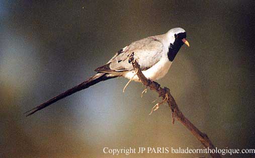 Oena capensis