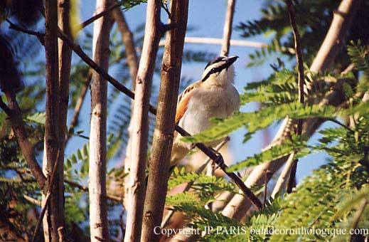 Tchagra senegalus
