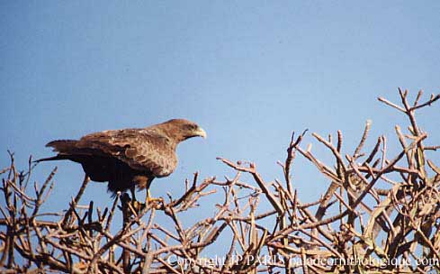 Milvus migrans