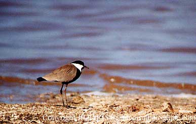Vanellus spinosus