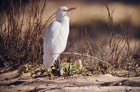 Bubulcus ibis