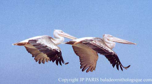 Pelecanus rufescens