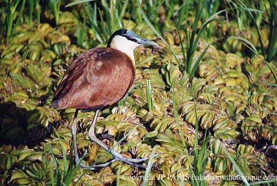 Actophilornis africanus