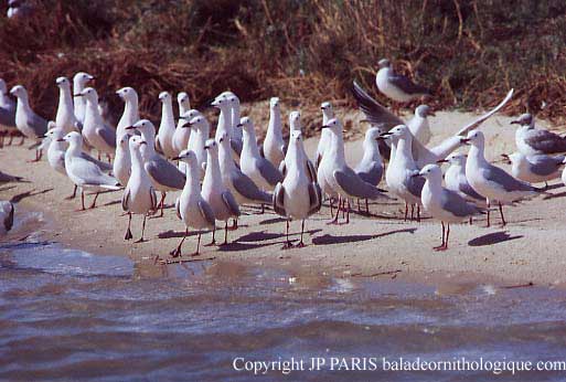 Chroicocephalus genei