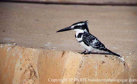 Ceryle rudis