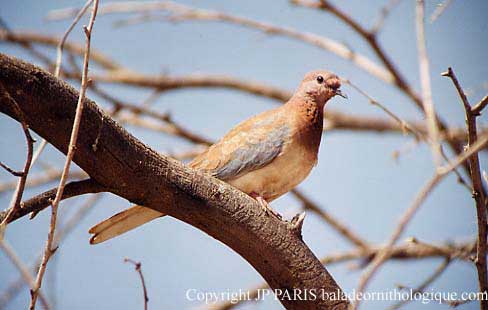 Streptopelia senegalensis