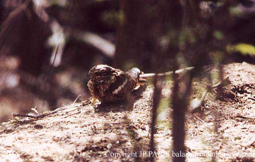 Caprimulgus climacurus
