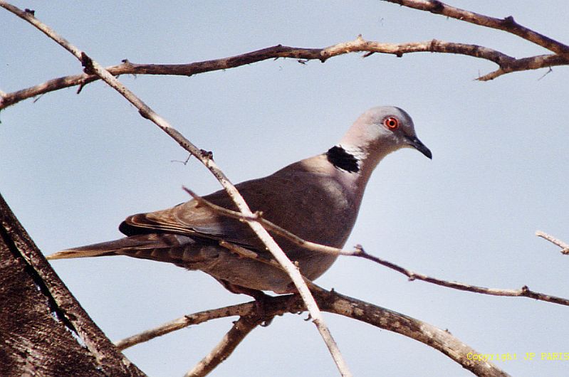 Streptopelia decipiens