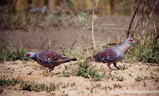 Columba guinea