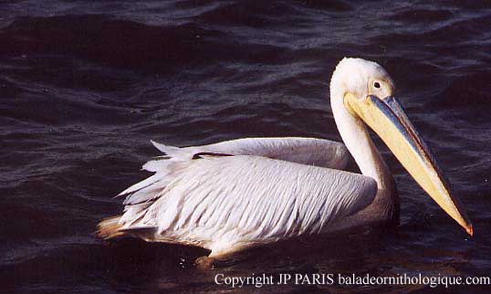 Pelecanus onocrotalus
