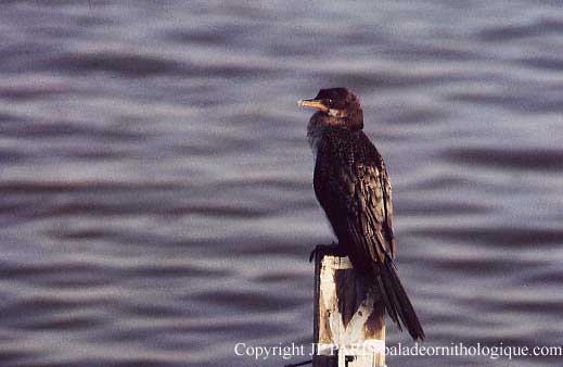 Phalacrocorax africanus