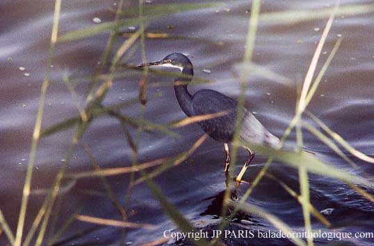 Egretta gularis