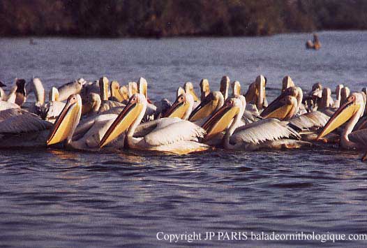 Pelecanus onocrotalus