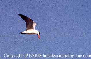 Hydroprogne caspia