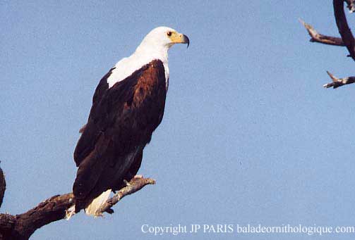 Haliaeetus vocifer