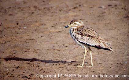 Burhinus senegalensis