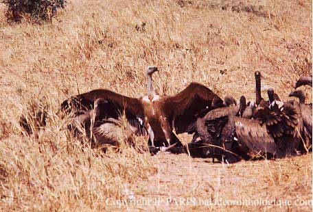 Gyps fulvus
