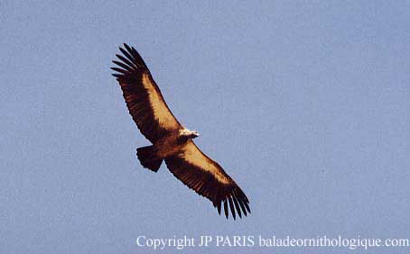 Gyps africanus