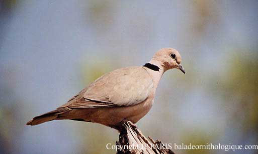Streptopelia vinacea
