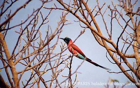 Merops nubicus