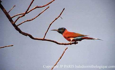 Merops nubicus