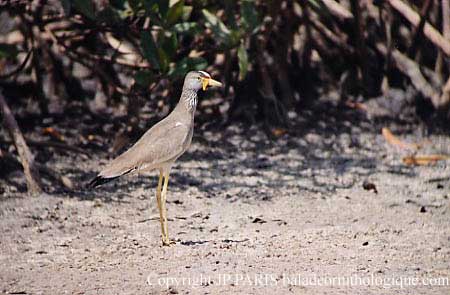 Vanellus senegallus