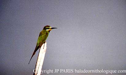 Merops persicus