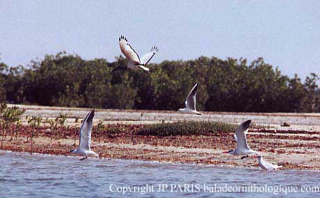 Threskiornis aethiopicus