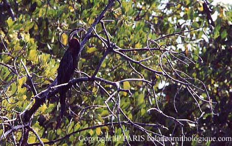 Anhinga rufa
