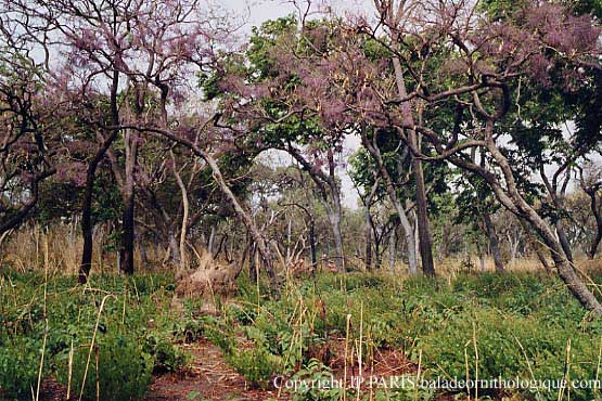 Sine Saloum, Forêt Fatala