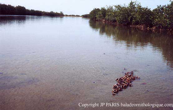Sine Saloum